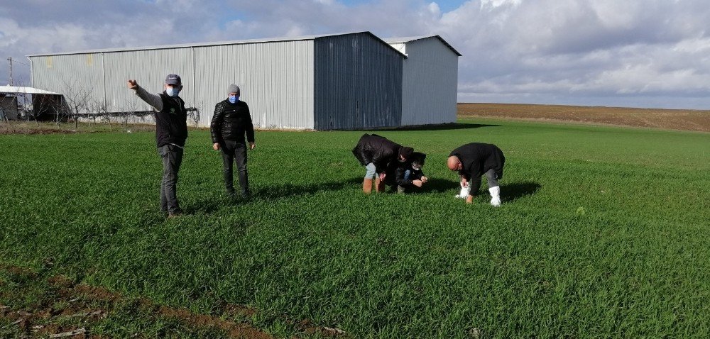 Tekirdağ’da Ekili Alanlarda Kesik Sineği Zararı