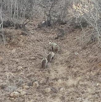 Kar Yağmayınca Onları Da Uyku Tutmadı, Anne Ve 2 Yavru Boz Ayı Görüntülendi