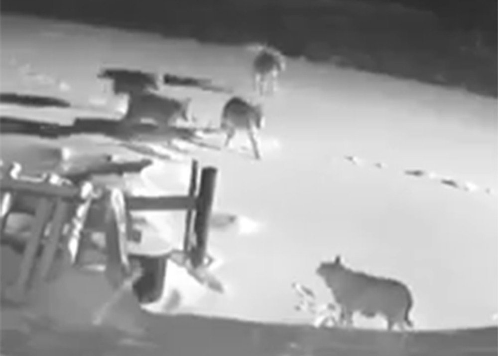 Köye İnen Kurt Sürüsü, 2 Köpeği Telef Etti