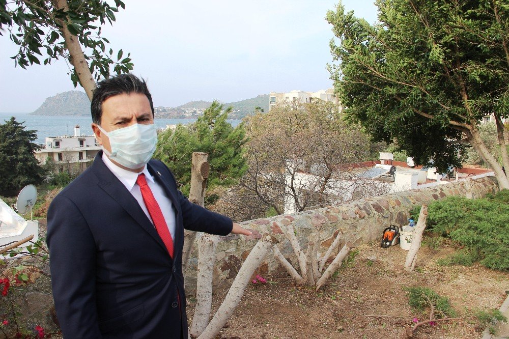 Bodrum’da Şehit Pilot Anısına Dikilen Ağaçları Kestiler