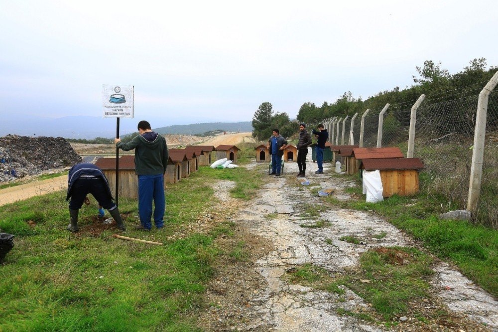 Büyükşehir’den Sokak Hayvanlarına Sıcak Yuva