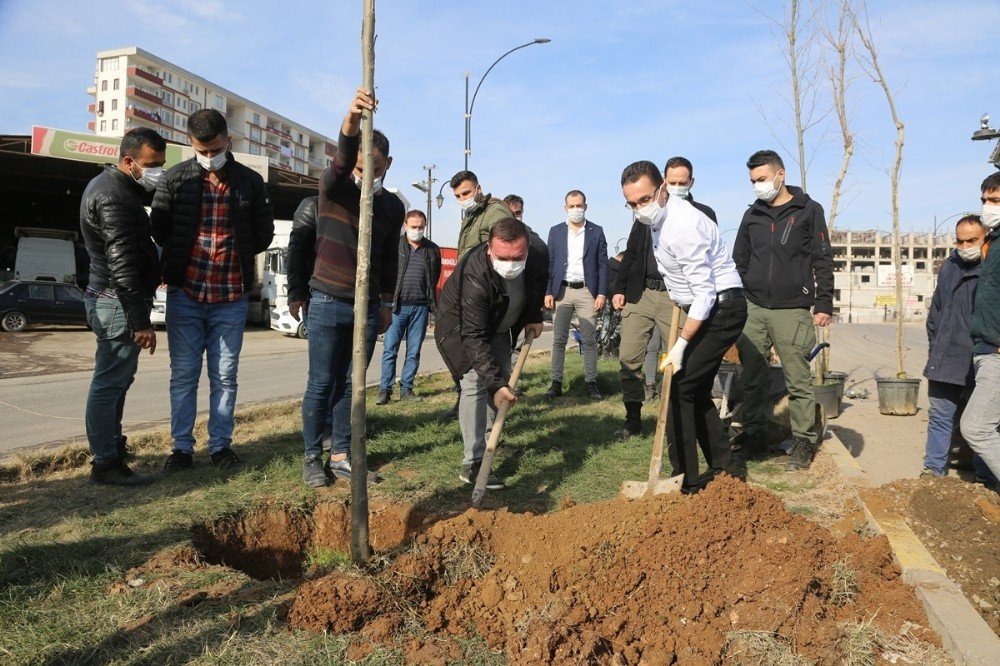 Cizre’de Daha Yeşil Bir Çevre İçin Çalışmalar Sürüyor