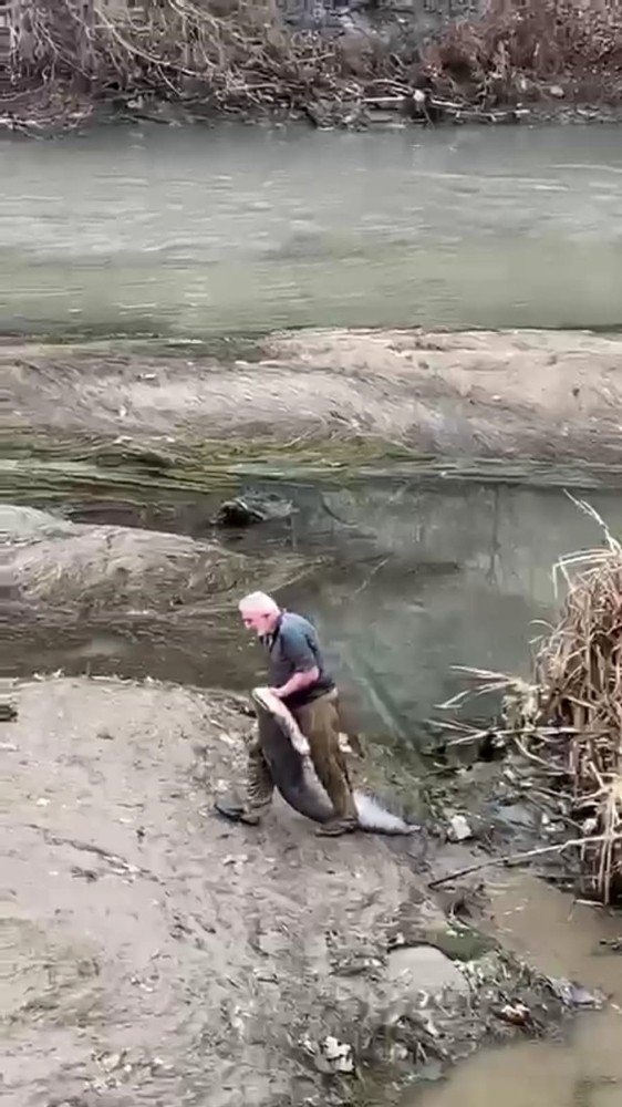 Yeşilırmak’ta Boyu Kadar Balığı Böyle Yakaladı