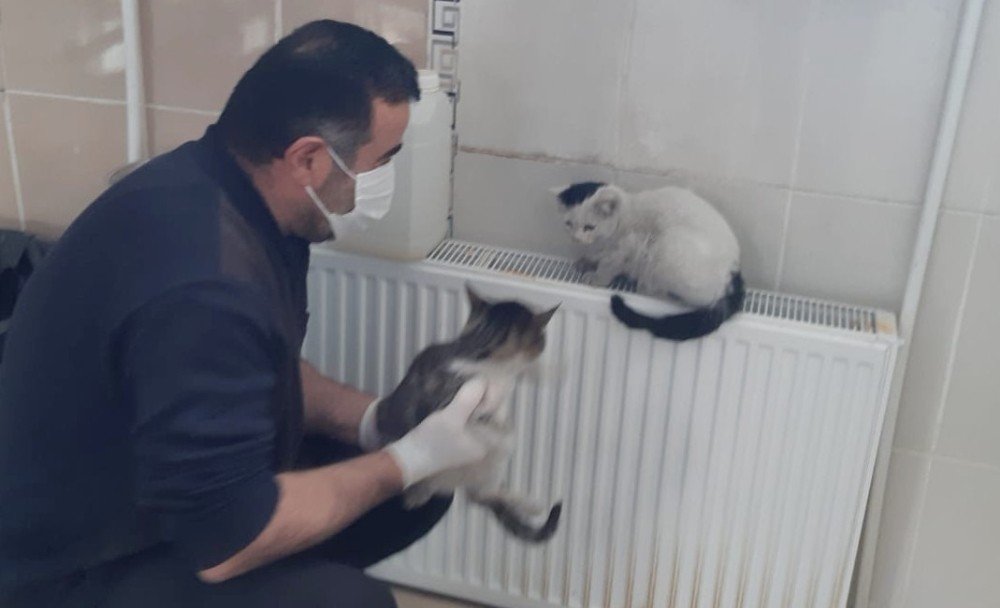 Hakkari’deki Sokak Kedileri Emin Ellerde