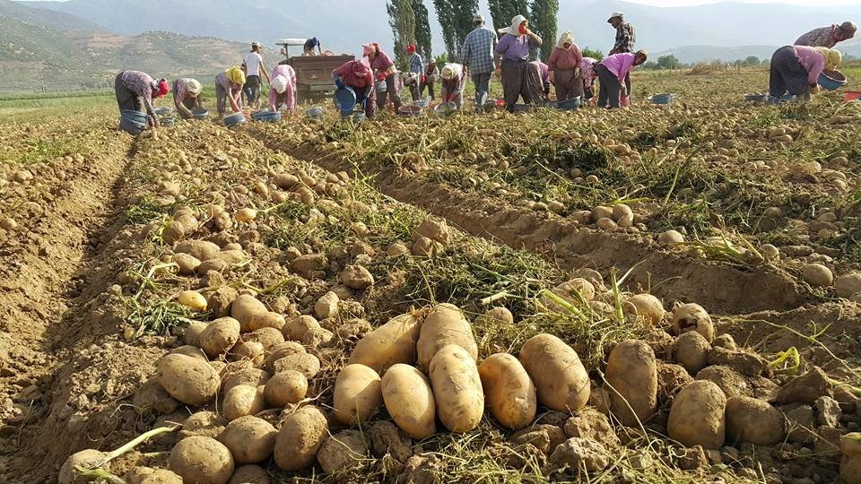 Yağışlı Hava Patates Ekimlerini Hızlandırdı