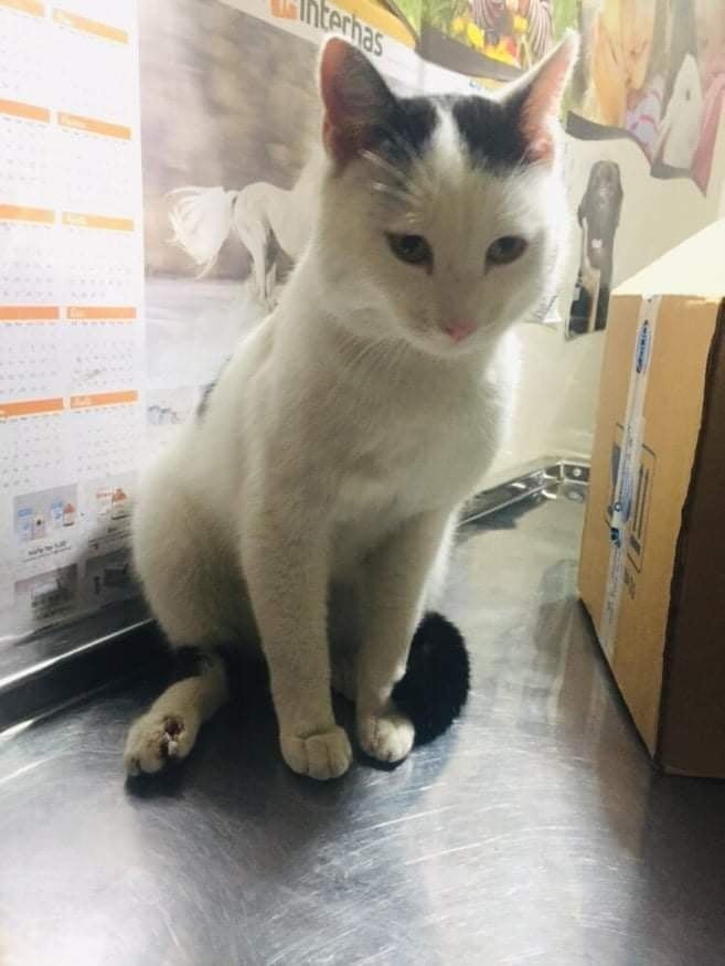 Yaralı Kedi İçin Seferber Oldular