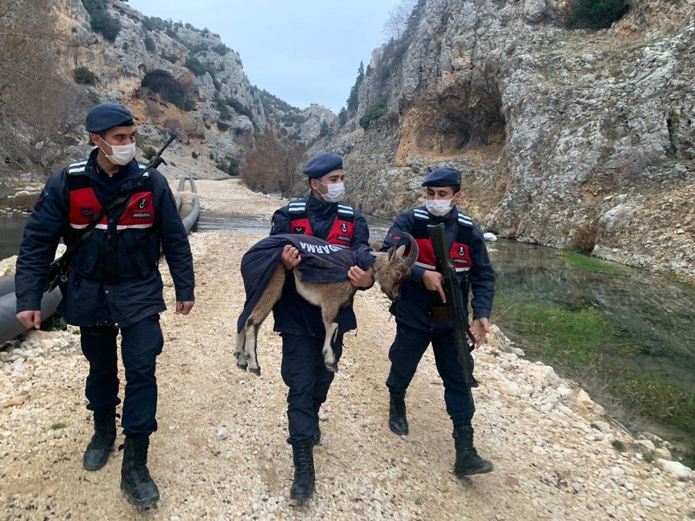 Mersin’de Yaban Keçisi Yavrusu Ormanda Donmak Üzereyken Bulundu