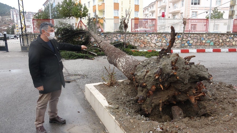 Fırtınaya Dayanamayan Çam Ağacı Böyle Devrildi