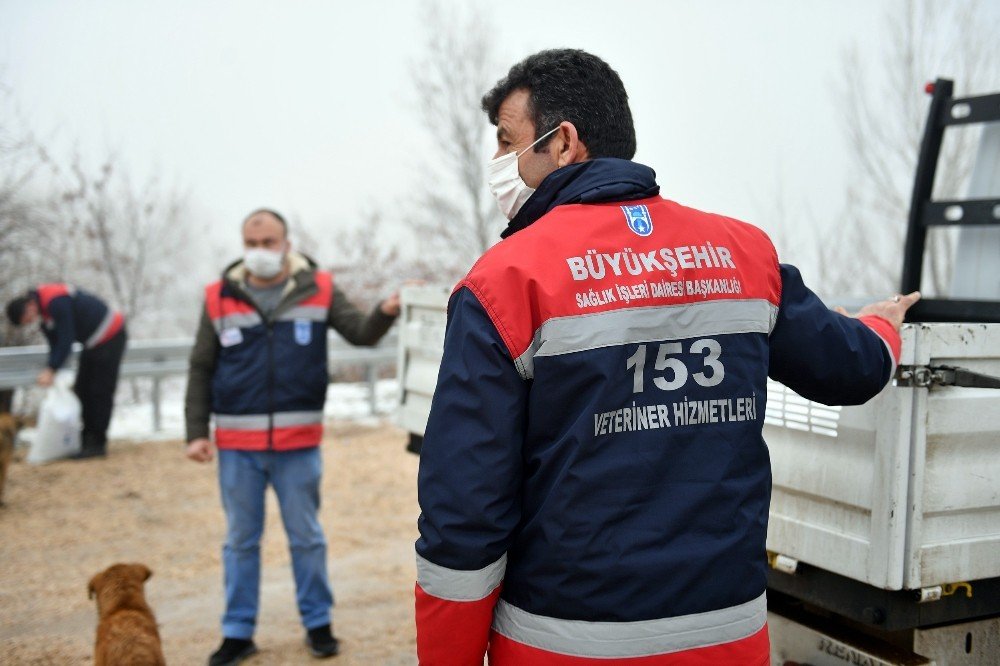 Ankara Büyükşehir Belediyesi Sokak Hayvanlarına Mama Ve Besin Desteğini Artırdı