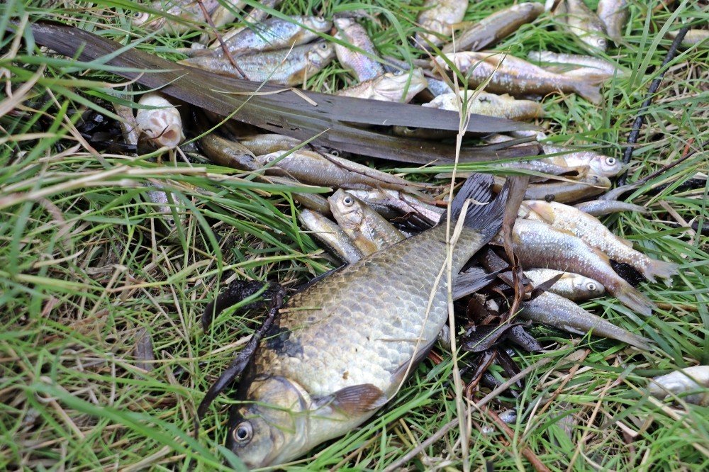 Köpüren Ve Kötü Kokan Derede Binlerce Balık Telef Oldu, Martılar Ölü Balıklara Üşüştü