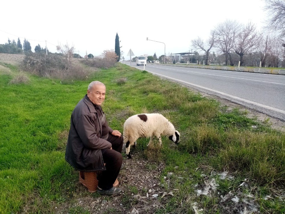 Kuzusu, Gürel Dede’ye Hem Özgürlük Hem De Mutluluk Verdi