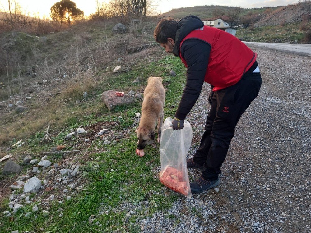Daskut Ekibi Sokak Hayvanlarını Besledi