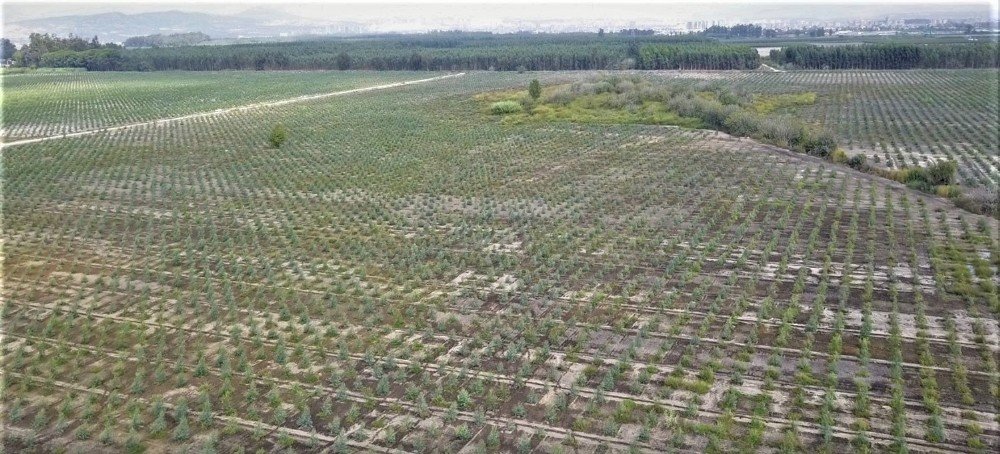 Mersin’de 2020 Yılında Bin 200 Hektar Alan Ağaçlandırıldı