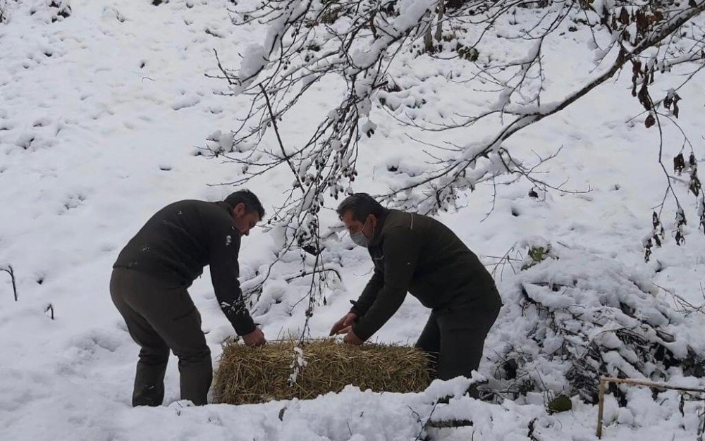 Artvin’de Çetin Kış Şartları Nedeniyle Yaban Hayvanları İçin Doğaya Yem Bırakıldı