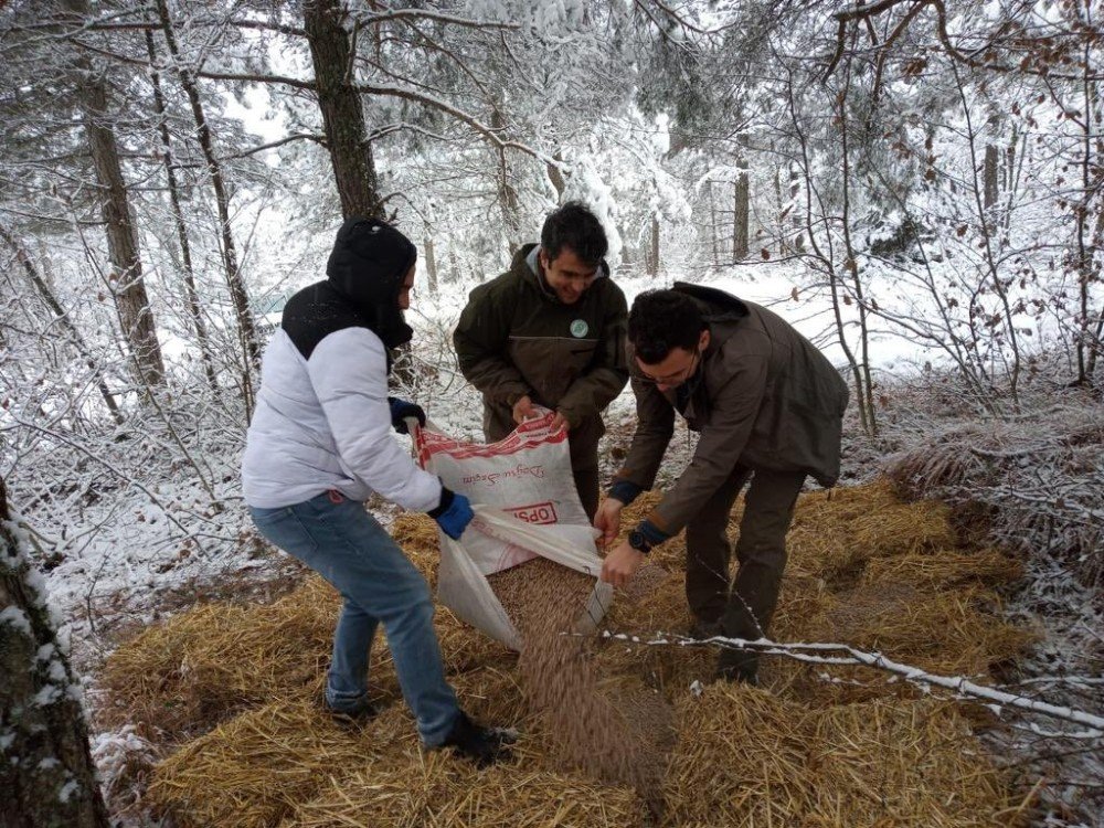 Bolu’da Yaban Hayvanları İçin Ormanlara Yem Bırakıldı