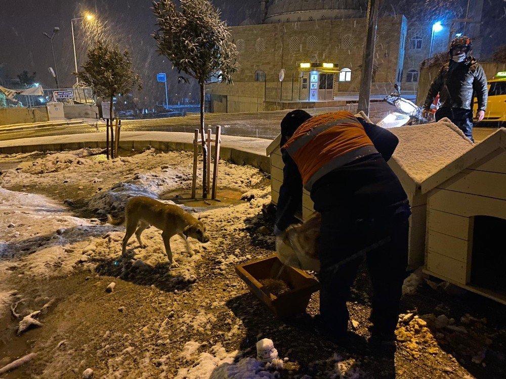 Buca Belediyesi, Soğuk Havalarda Minik Dostlarını Unutmadı