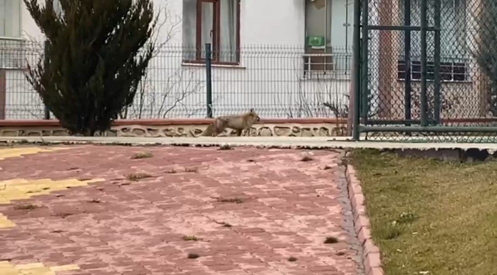 Elazığ’da Tilki Şehre İndi, Site Bahçesinde Gezdi