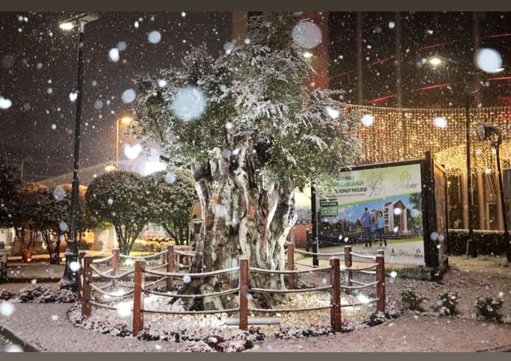 İzmit’in 600 Yıllık Zeytin Ağacından Kar Manzarası