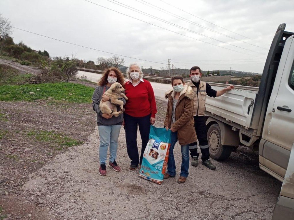 Büyükşehir, Sokak Hayvanları İçin 1,5 Ton Mama Dağıttı