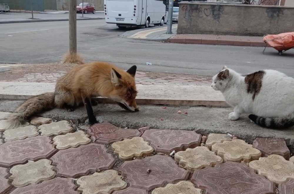 Tilkiyi Sokak Kedisi Gibi Beslediler