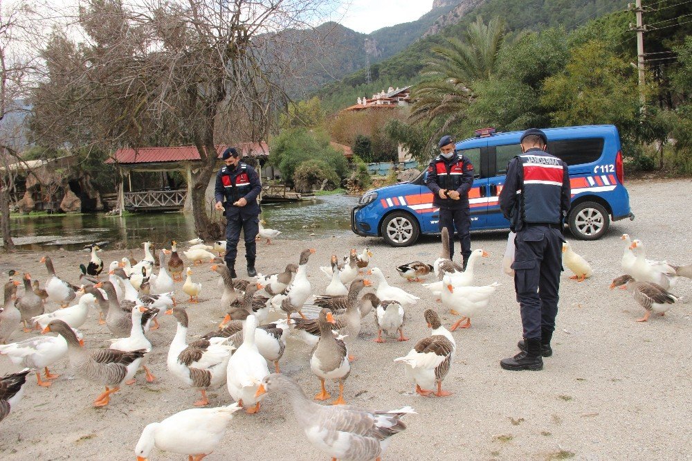 Azmak’taki Ördekleri Jandarma Besledi