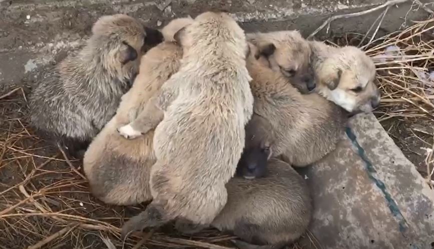 Kar Altında Kalan 9 Yavru Köpeği Donmaktan Son Anda Kurtardılar