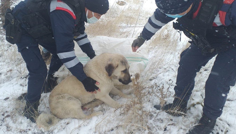 Aracın Çarptığı Köpeği, Jandarma Hayvan Hastanesine Ulaştırdı