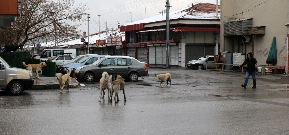 Sokaklar Hayvanlara Kaldı