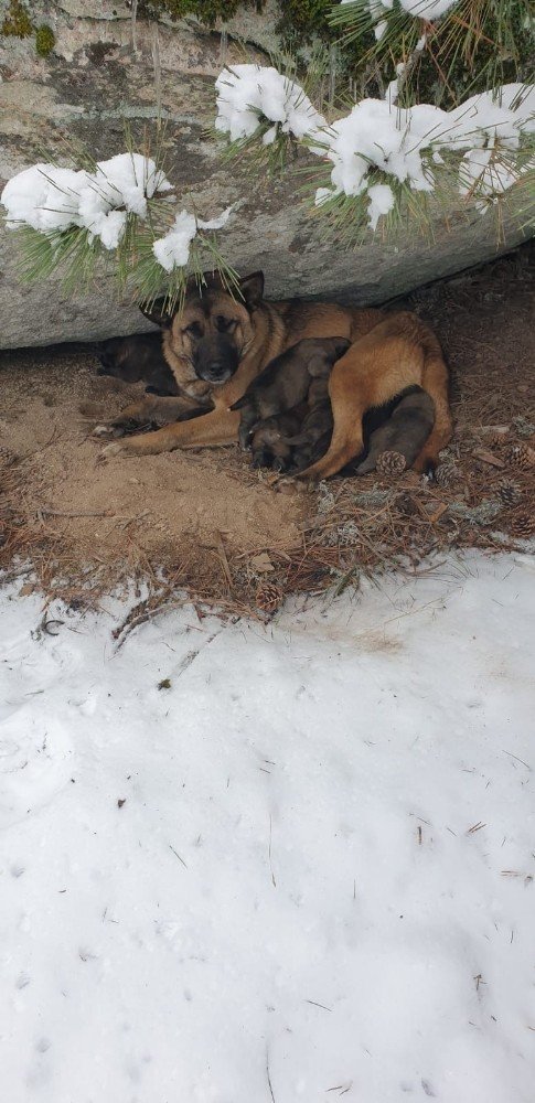 Kurt Köpeği Yavruları Donmaktan Son Anda Kurtarıldı