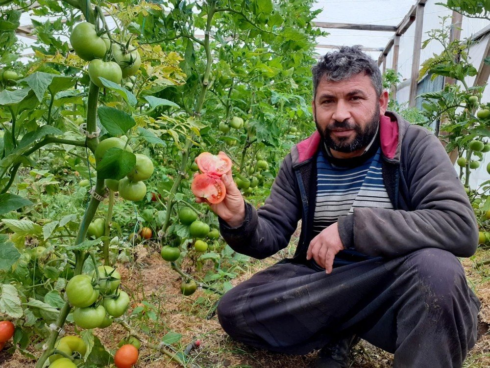 Kendi İmkanıyla Kurduğu Serada Organik Domates Yetiştiriyor