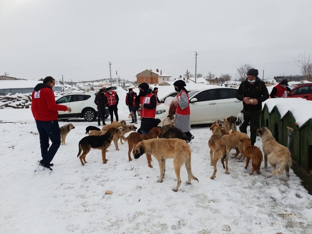 Sokak Hayvanları İçin Seferber Oldular