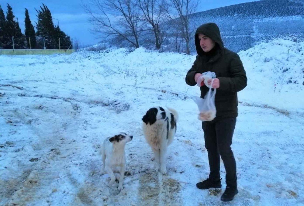 Erdek’te Sokak Hayvanları Unutulmadı