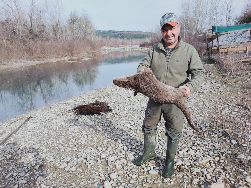 Nesli Tükenmekte Olan Su Samurunu Tüfekle Vurdular