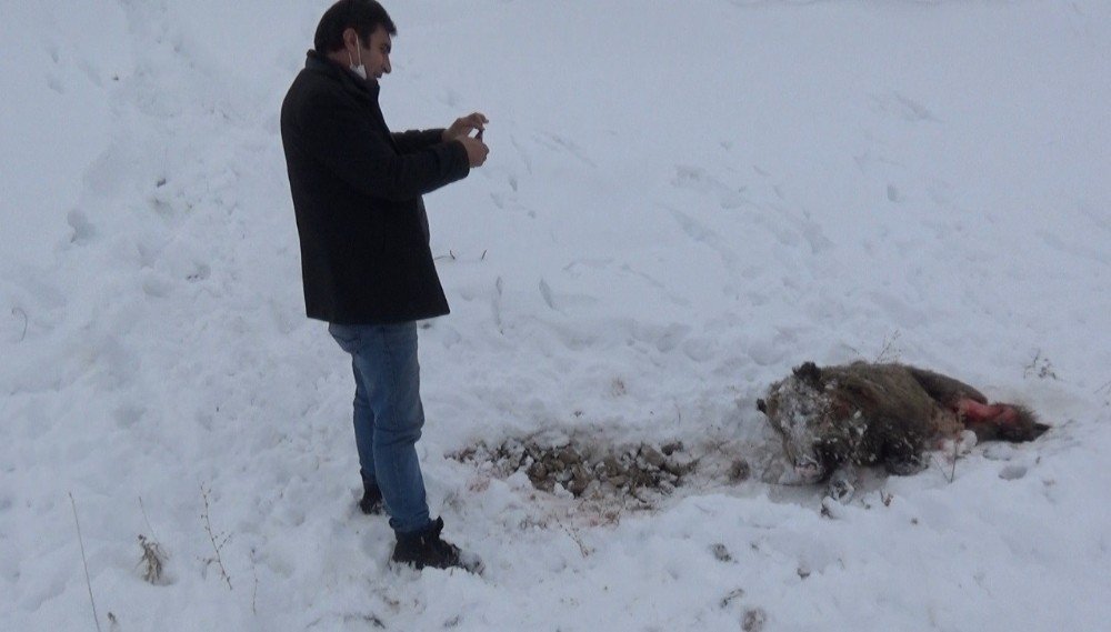 Kars’ta Aç Kalan Kurtlar Domuzlara Saldırdı