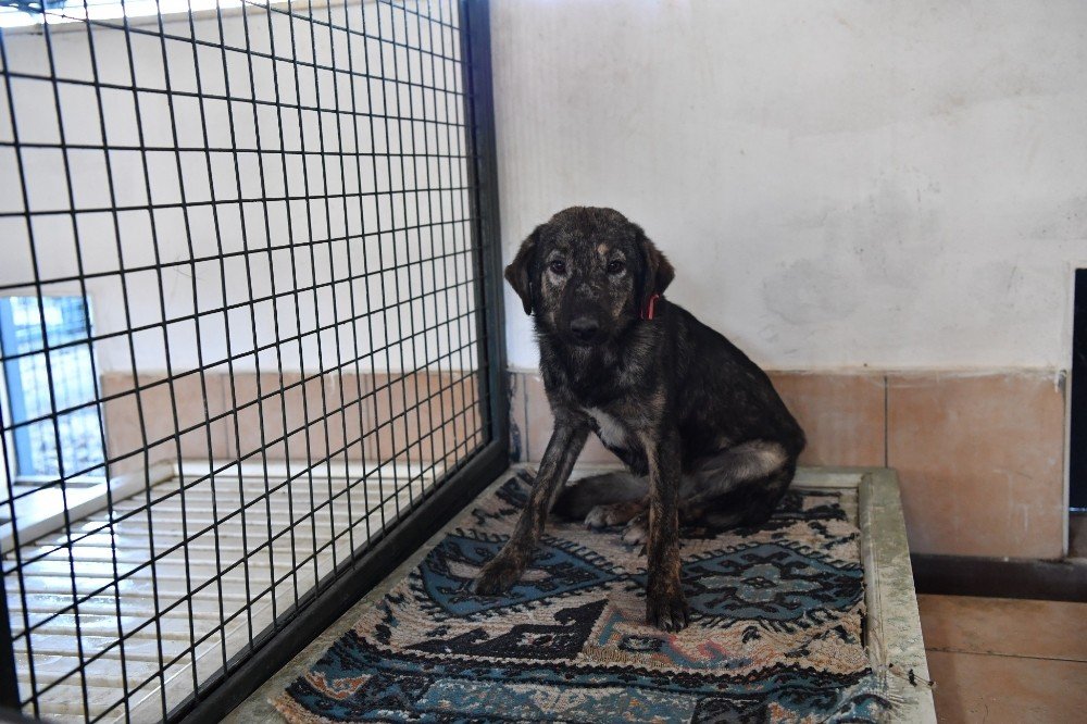 Barınakta Kedi Ve Köpeklere Isıtıcılı Koruma