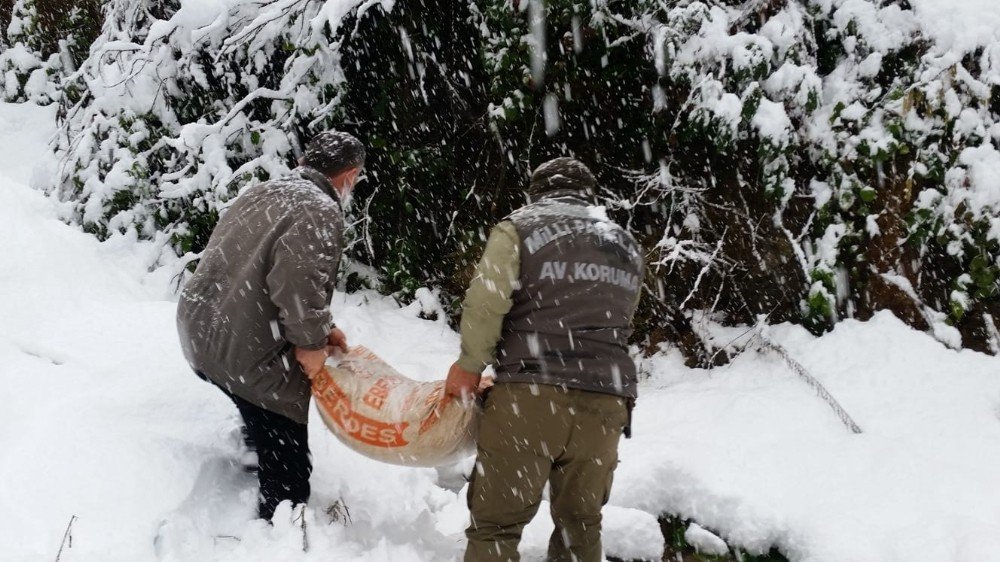 Zonguldak’ta Yaban Hayvanları İçin Doğaya Yem Bırakıldı