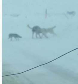 Tilki Kaçtı Köpekler Kovaladı