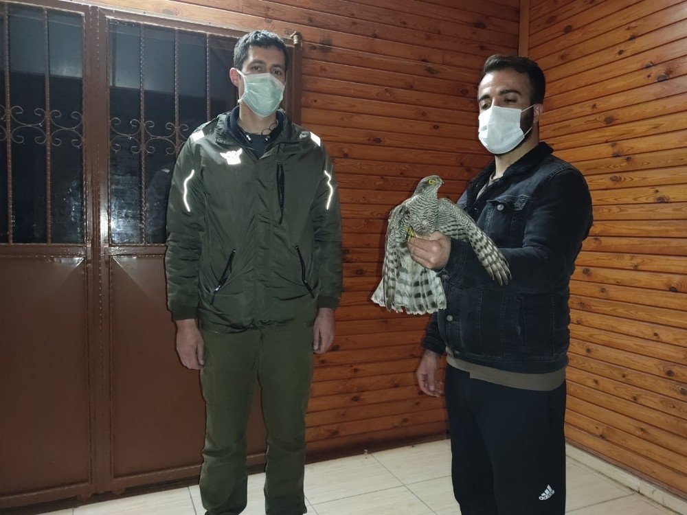 Evinin Önünde Yaralı Atmaca Buldu