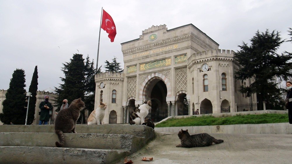 Kedi Sevgisi Öğrencileri 40 Bin Tl Borca Soktu