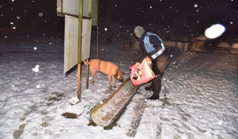 Kartepe Belediyesi Sokak Hayvanları İçin Tüm Önlemleri Aldı