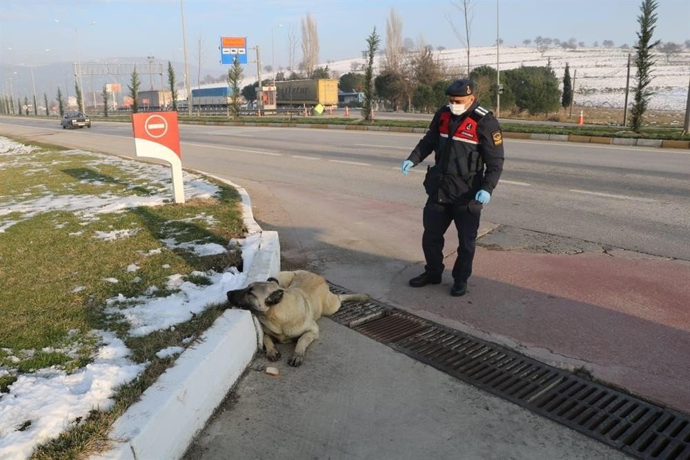 Jandarmadan Yaralı Köpeğe Yardım Eli