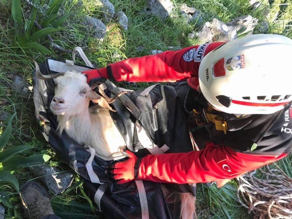 Marmaris Akut Ekibinden Keçi Kurtarma Operasyonu