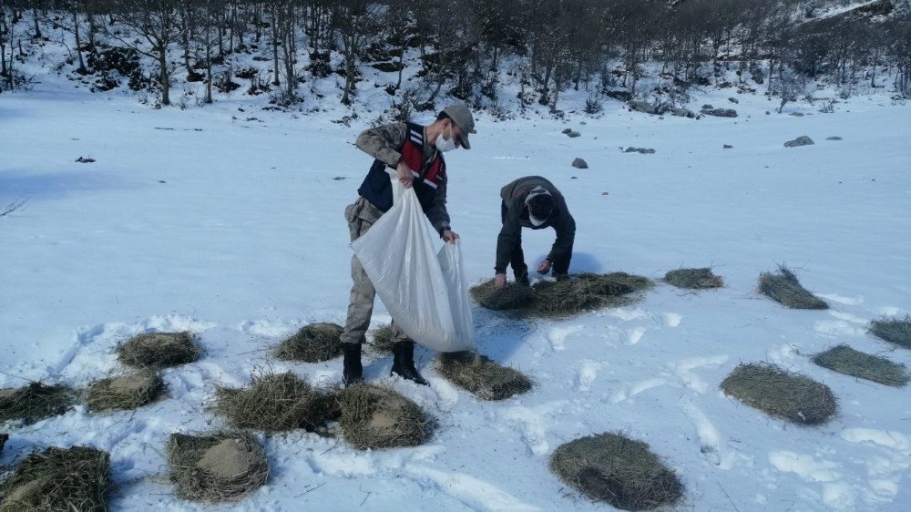 Teröristleri Kovaladıkları Dağlarda Hayvanları Unutmadılar