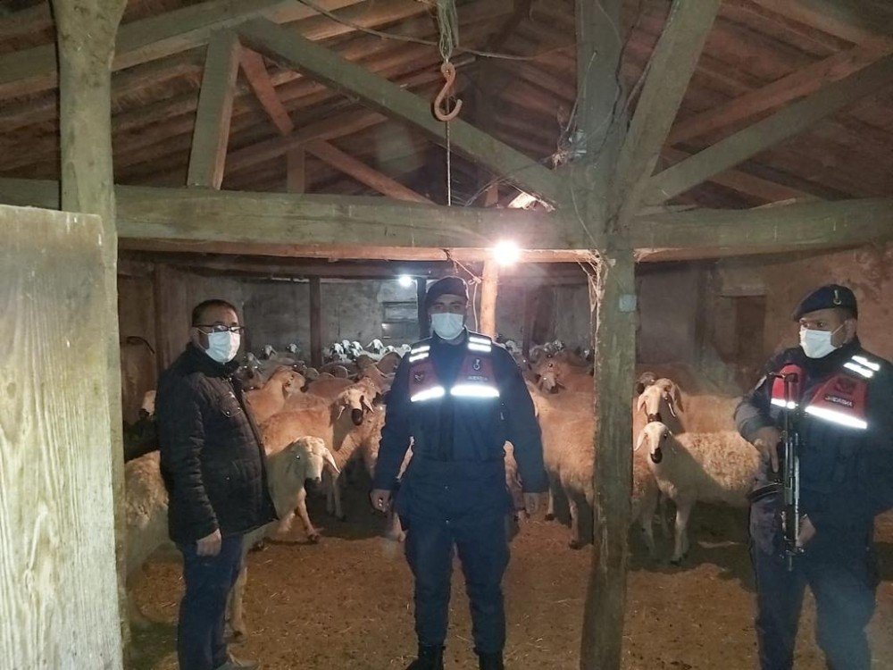 Kaybolan 90 Koyunu Jandarma Ekipleri Buldu