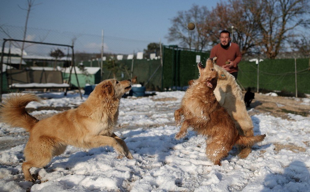 Sahipleri Tarafından Terk Edilen Köpeklerin Karda Oynaması Tebessüm Ettirdi