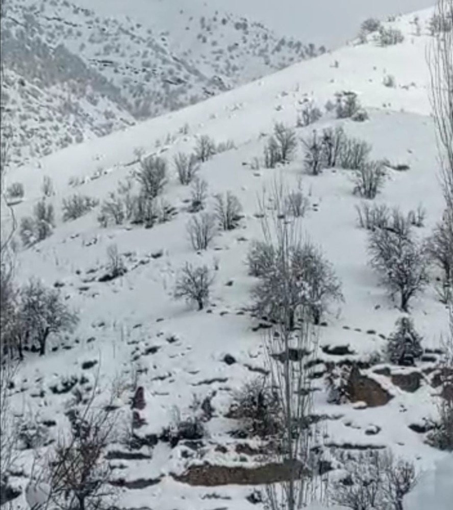 Çukurca’da Yabani Domuz Sürüsü Görüntülendi