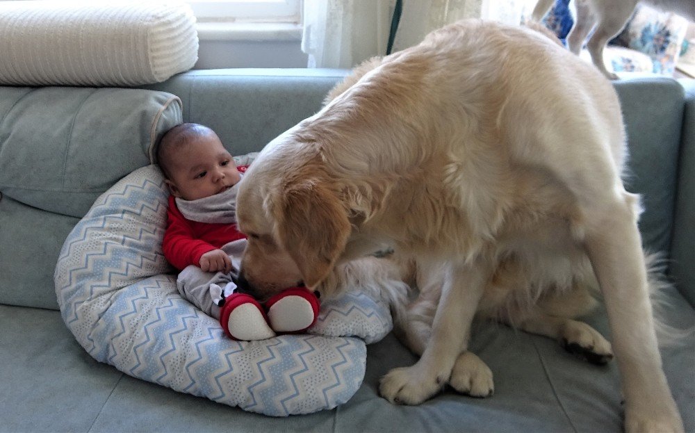 Köpek Yeni Doğan Bebeği Kimseyle Paylaşmıyor