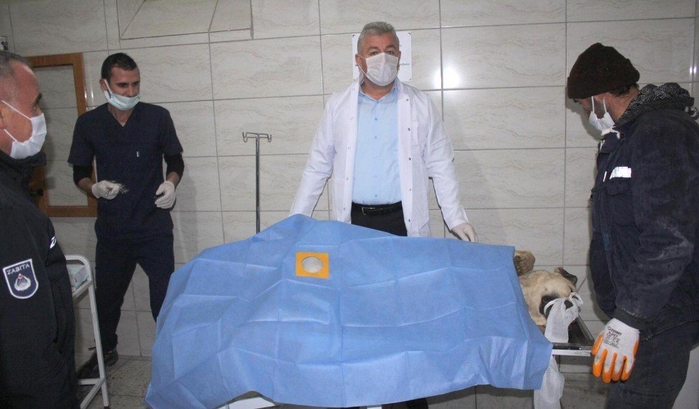 Köpek Ameliyatlarına Belediye Başkanı Da Giriyor