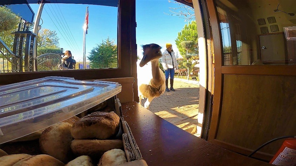 Her Gün Poğaçalar Eksiliyordu, Hırsız Bakın Kim Çıktı
