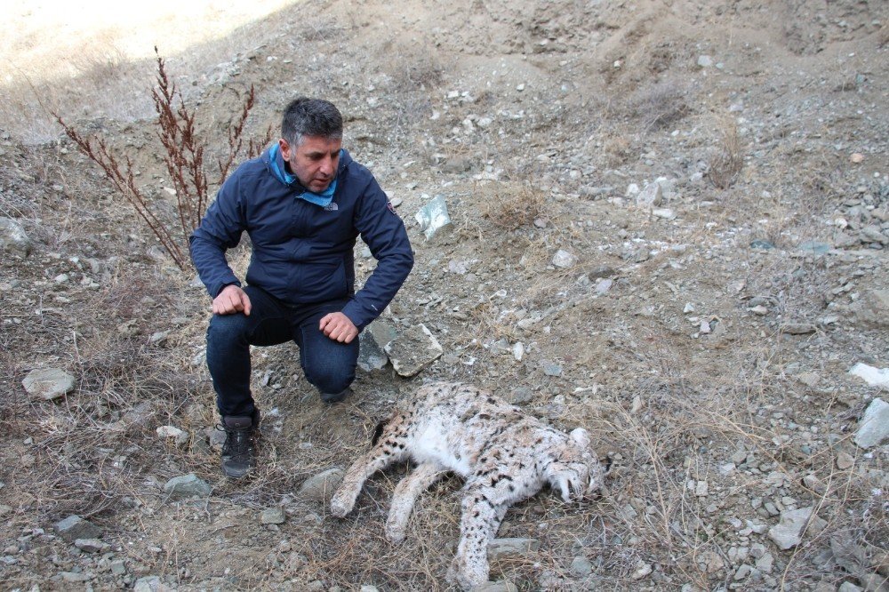 Kaçak Avcılar, Vaşak Vurdu